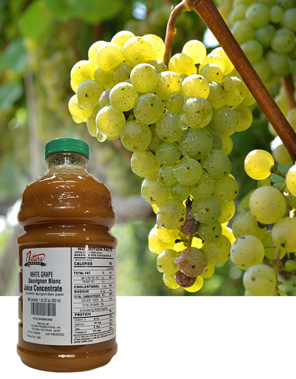 Sauvignon Blanc Grape Concentrate for Wine, Beer, Cider, Mead